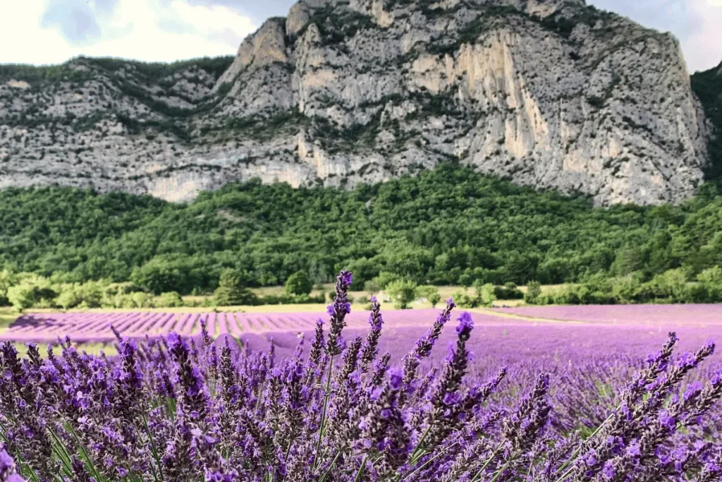 Provence lavender fields and village