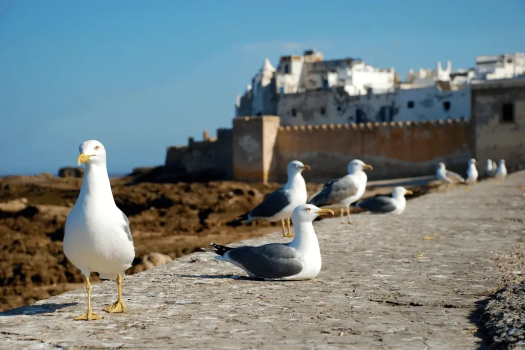Historic ramparts and fishing harbor in Essaouira on Morocco's Atlantic coast