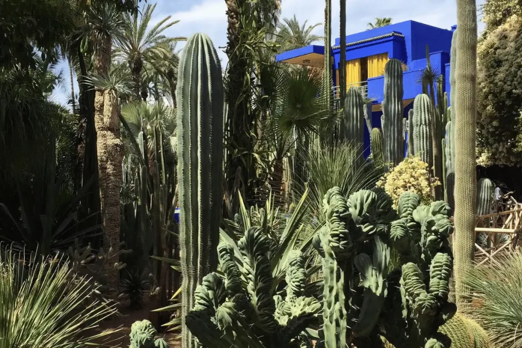Cobalt-blue villa and cacti at Jardin Majorelle in Marrakech